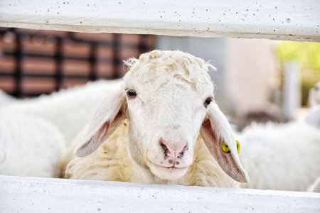 Sheep head : Closeupの写真素材