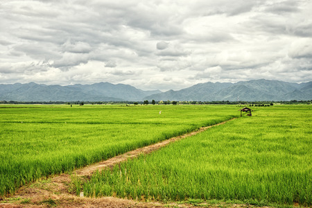 Hut in green rice field and mountains blackground : Thailandの写真素材