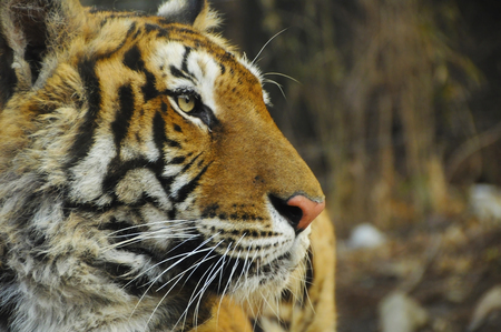 Close up tiger face profileの写真素材