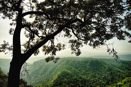 Tree and mountain : Thailandの写真素材