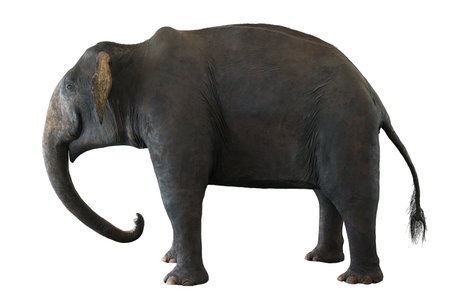 Asian elephant on white background