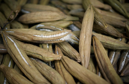Kapok, Ceiba pentandra or White silk cotton tree : Close up