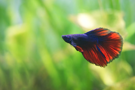 Halfmoon Siamese fighting fishes on green background : Soft focus