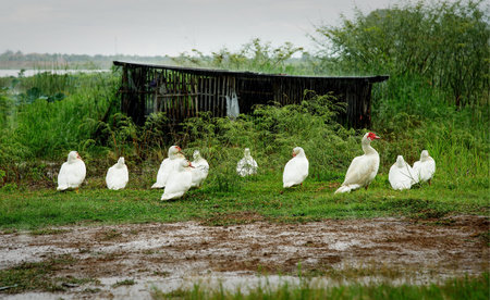 Ducks standing in the rainの写真素材
