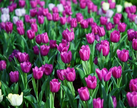 Group of purple tulips garden backgroundの写真素材