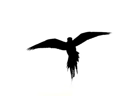 Flying parrot silhouette isolate on white backgroundの写真素材