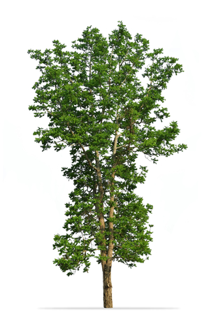 Tree isolated on white background : Toona Ciliata M.Roem [Cedrela toona Roxb.]の写真素材