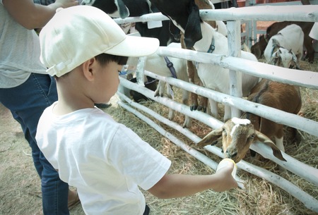 Little asian boy feeding baby goat with bottle of milk : Close upの写真素材