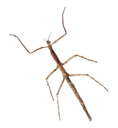 Tenodera Pinapavonis isolated on white background