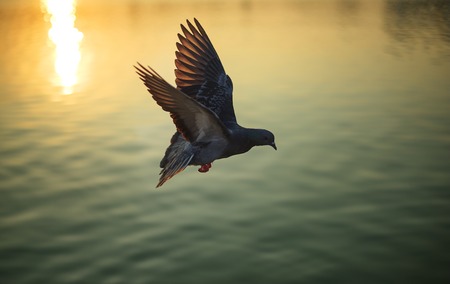 Flying pigeon on lake at sunset : Close upの写真素材