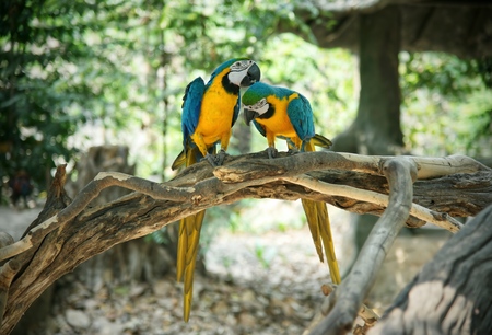 Pair of blue and yellow gold macaw parrot on woodの写真素材