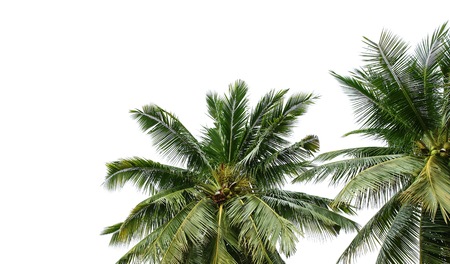 Coconut palm tree isolated on white backgroundの写真素材