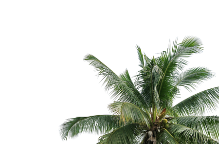 Leaves of coconut tree isolated on white backgroundの写真素材