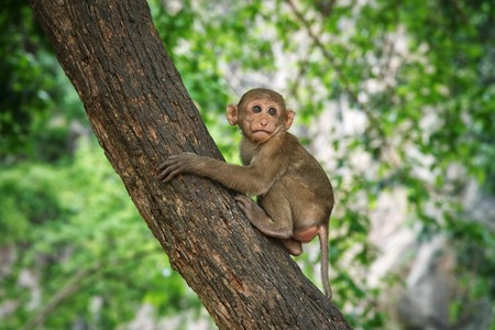Young macaque sitting on a tree : Closeupの写真素材