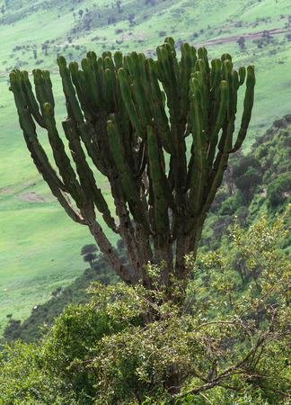 hillside cactus treeの写真素材