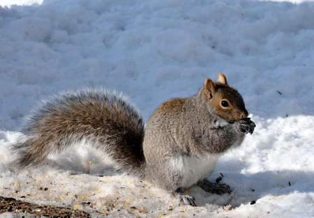 Squirrel standing on snow の写真素材