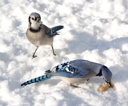 Two blue jays standing on the snow.の写真素材
