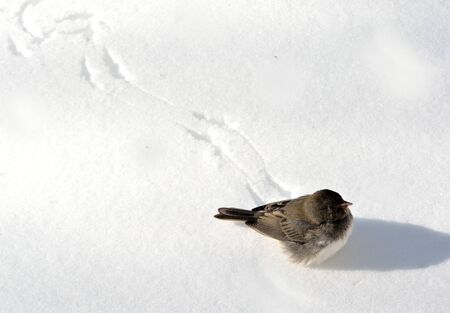 Bird walking on snow with a trail of tracks.の写真素材