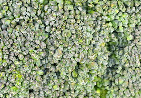 Extreme closeup of a head of broccoli.の写真素材