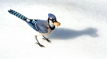 A blue jay standing on the snow with a peanut.の写真素材
