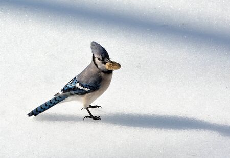 A blue jay standing on the snow with a peanut.の写真素材