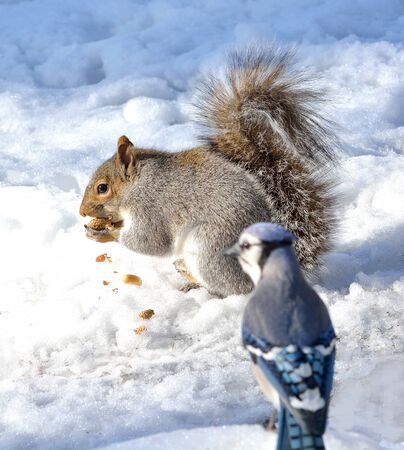 Grey Squirrel standing on the snow eating a nut with a Blue Jay watching.の写真素材