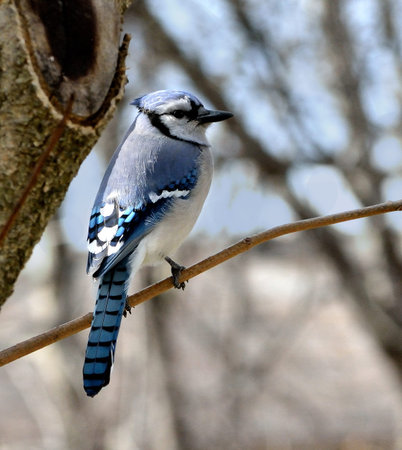Blue jay sitting on a branch in a backyard.の写真素材