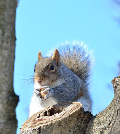 Grey Squirrel sitting in a tree eating a nut.
