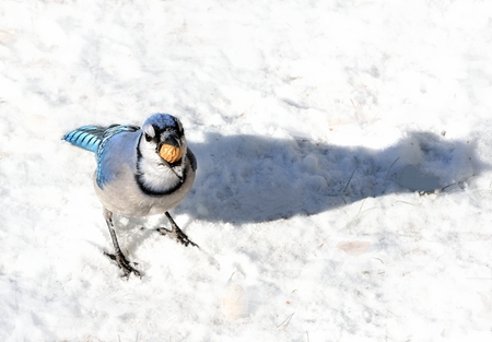 Closeup of a blue jay with a peanut standing on the snow.の写真素材