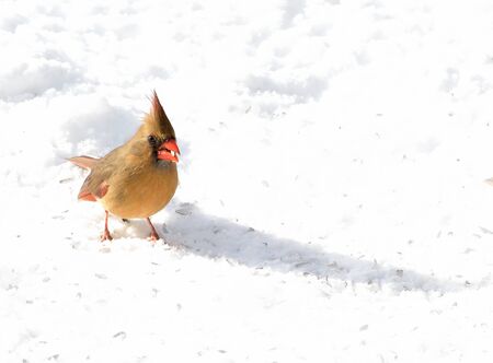 Female northern cardinal standing on the snow.の写真素材