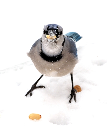 Closeup of a blue jay with a peanut standing on the snow.の写真素材