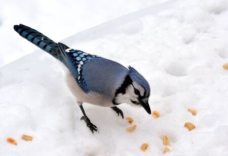 Closeup of a blue jay standing on the snow looking at peanuts.の写真素材