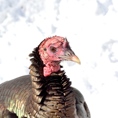 Closeup of a wild tom turkey in the snow.の写真素材