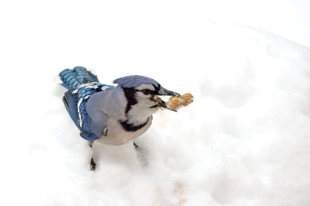 Closeup of a blue jay with a peanut standing on the snow.の写真素材