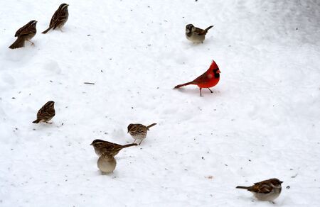 Male northern cardinal standing on the snow surrounded by other birds.の写真素材