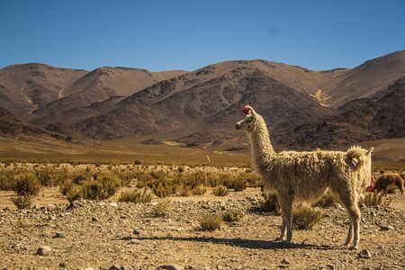Llama in South America, ARGの写真素材