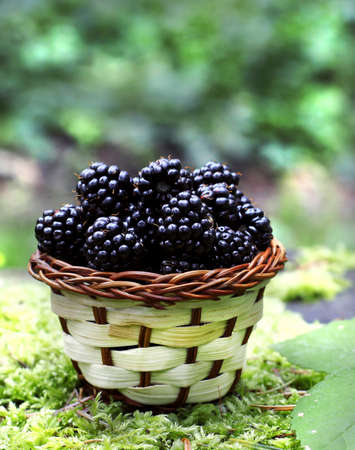 delicious blackberries の写真素材