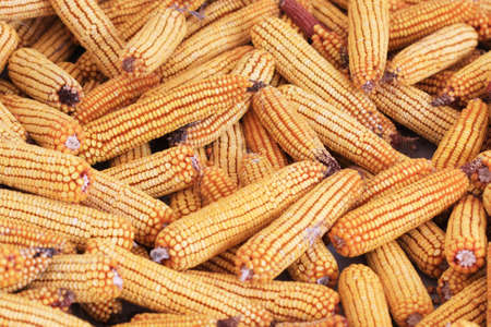 Dried corn backroundの写真素材