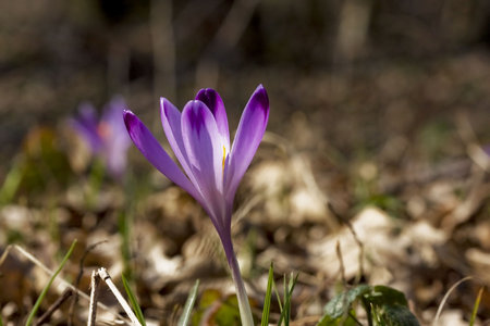 Saffron in the spring macro