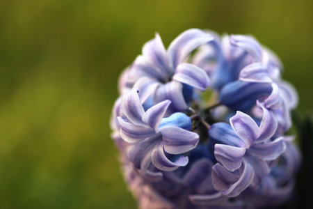 Violet flower on green