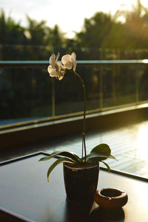 Orchidの写真素材