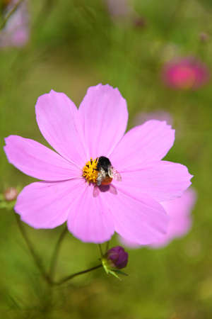 Flowers and beesの写真素材