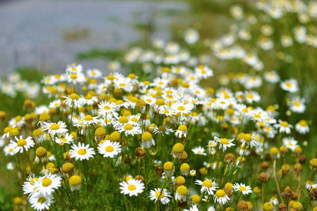 Chrysanthemum