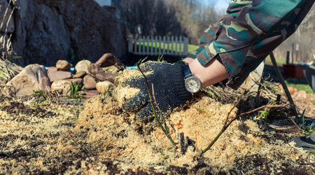 hands in gardening gloves with tools take care of the sprouts. the bed with the ground is covered in...