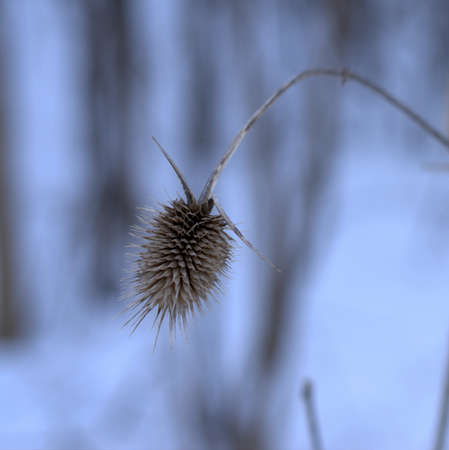 Detail of bent and dried teasel head on cool blurred winter showing sharp pointy spinesの写真素材