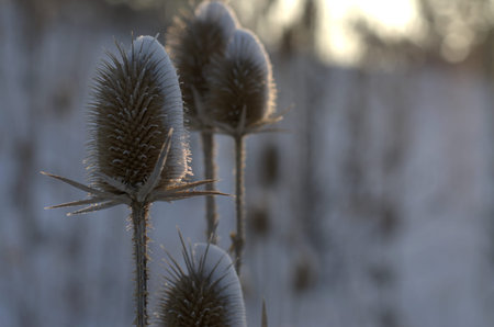 Grouping of snowy teasel heads catching early morning sunlight with blurred winter background