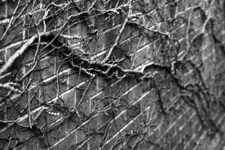 Bare ivy vines on a brick wall in black and whiteの写真素材