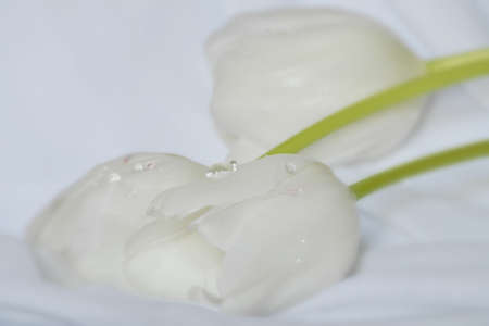 Three cut white tulips laid horizontally on soft white fabric background with water drops and selective focusの写真素材