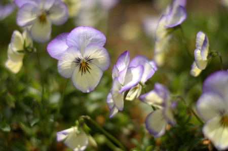 Pastel lavender and yellow violets (viola) on blurred green background
