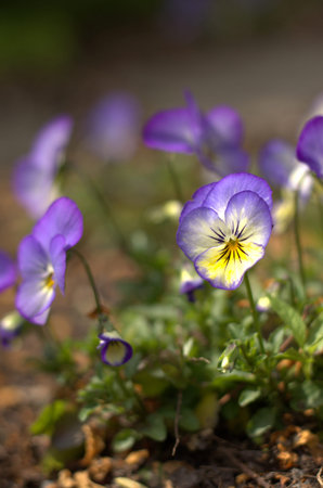Soft vertical detail of purple and yellow violets with one still closed on blurred green and brown...